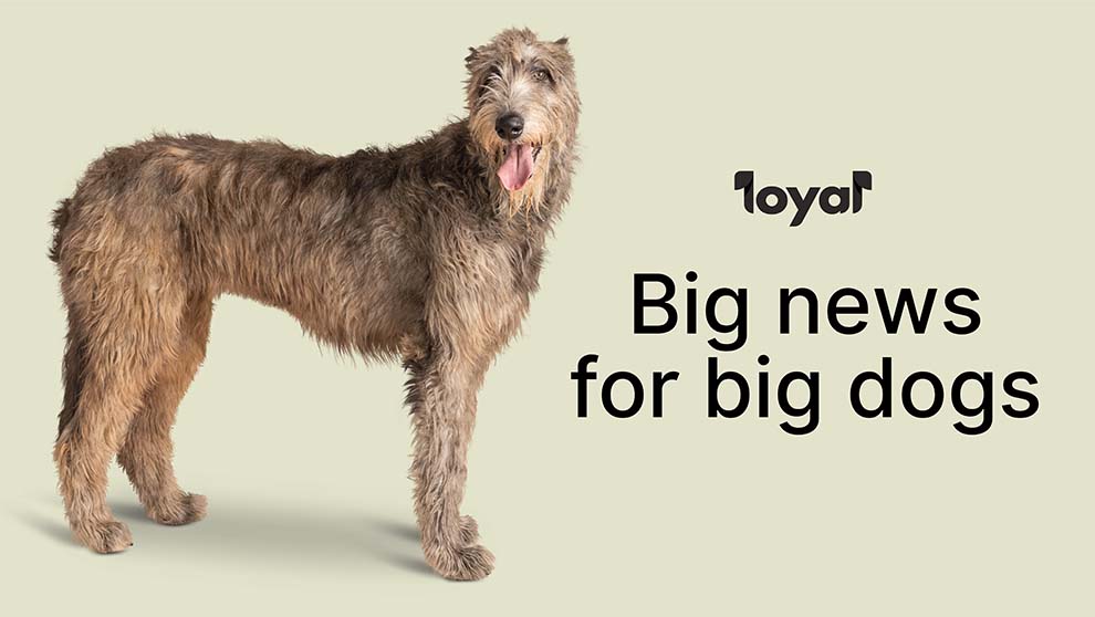 Breaking Ground in Canine Longevity: LabKey Client Loyal Achieves Major FDA Milestone